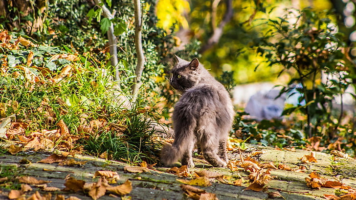 gray Persian cat, animals, leaves, nature, animal themes, mammal