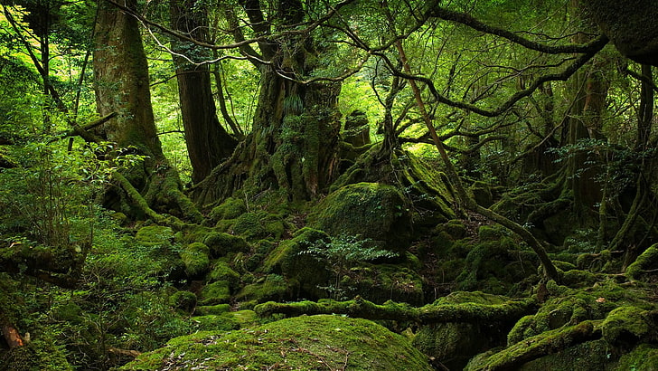 forest, trees, nature, landscape, moss, plant, tranquility, growth, HD wallpaper