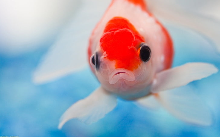 HD wallpaper: orange and white fish, eyes, swimming, underwater, goldfish,  animal | Wallpaper Flare