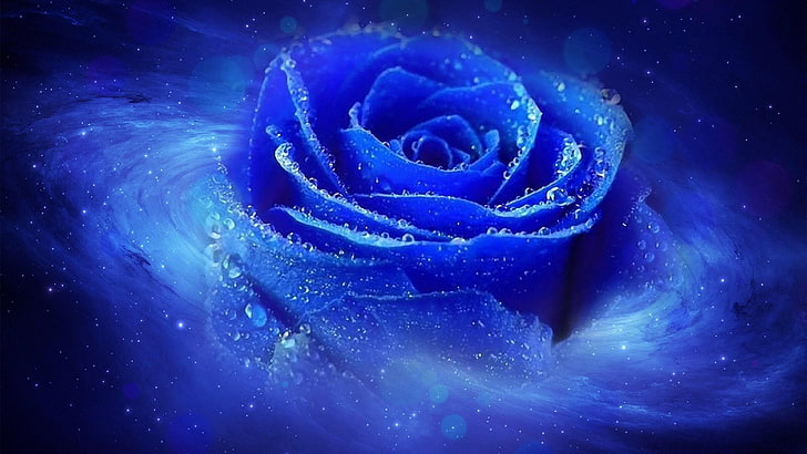 blue rose, swirl, rose family, dew, flower, artwork, artistic, HD wallpaper