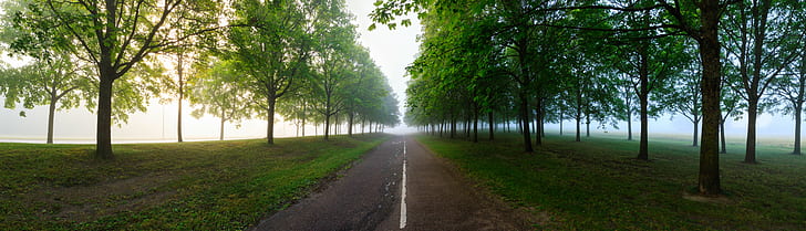 green forest, Uppsala, Sverige, Landscape, Mist, Sweden, Outdoor, HD wallpaper