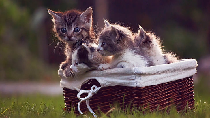 two short-fur gray and white kittens, cat, baby animals, baskets