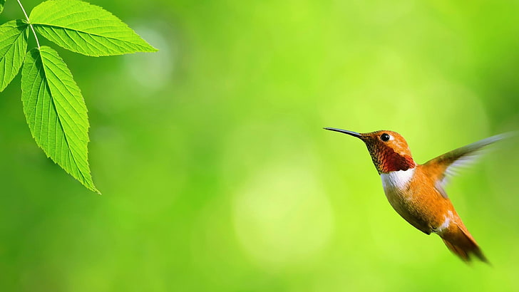 bird, hummingbird, beak, green leaf, flying, floating, pollinator, HD wallpaper