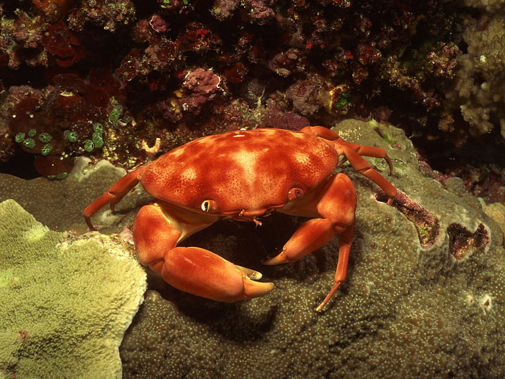 sea, underwater, sea anemones, coral, crabs, crustaceans, animal wildlife, HD wallpaper