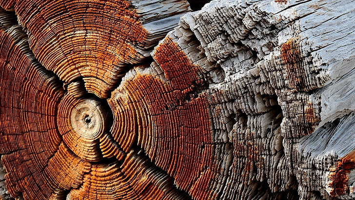 gray wooden tree bark, nature, wooden surface, texture, pattern, HD wallpaper