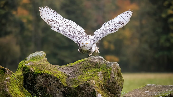 Snowy Owl in Flight, Eifel, Germany, Birds