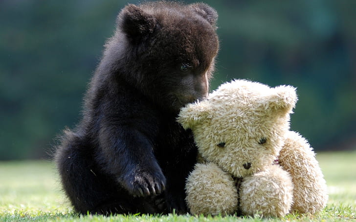 Cute bear with teddy bear, HD wallpaper