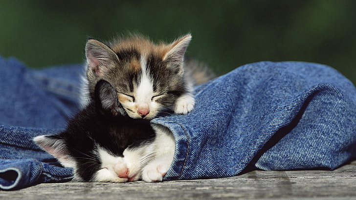 two white-and-black and white-and-gray tabby kittens, animals