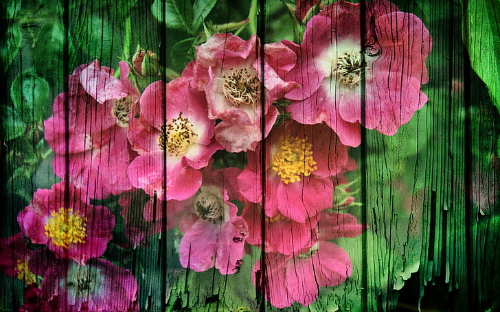 Still Life HD, white and pink wild roses 4 panel painting, photography