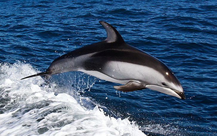 white and black dolphin, water, swim, jump, splash, sea, animal, HD wallpaper