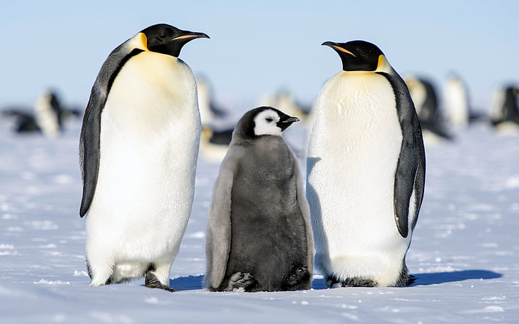 HD wallpaper: Summer Antarctic Penguin Animal HD Photo, group of animals,  bird | Wallpaper Flare