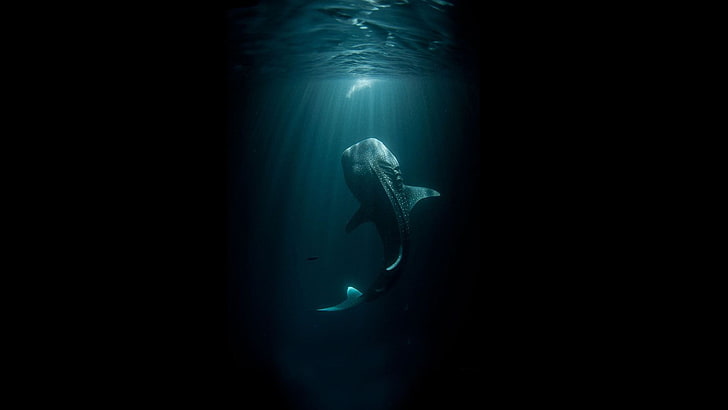 blue whale, animals, shark, digital art, whale shark, underwater