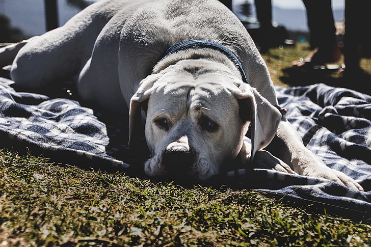 adult yellow Labrador retriever, dog, muzzle, lies, animal themes, HD wallpaper