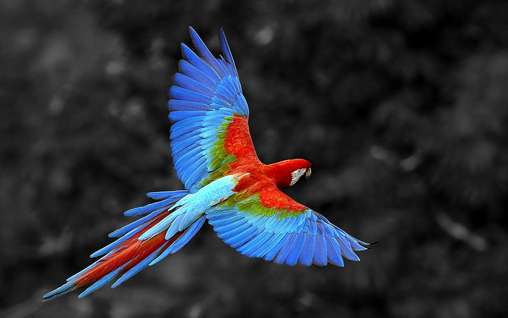scarlet macaw, nature, animals, birds, parrot, macaws, selective coloring