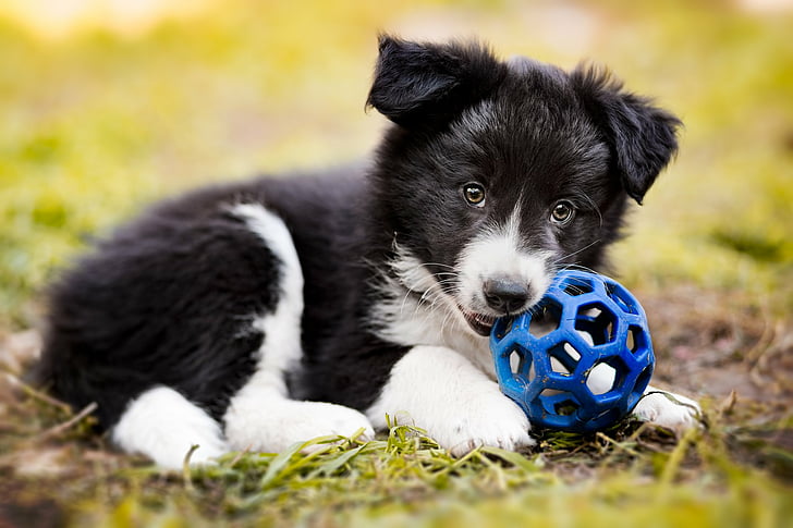 Dogs, Border Collie, Baby Animal, Puppy, one animal, mammal