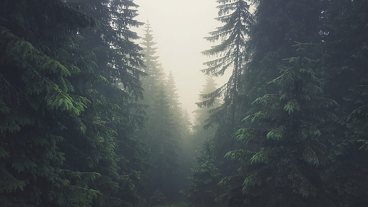 Tatra Mountains, forest, trees, pine trees, Slovakia, mist, HD wallpaper