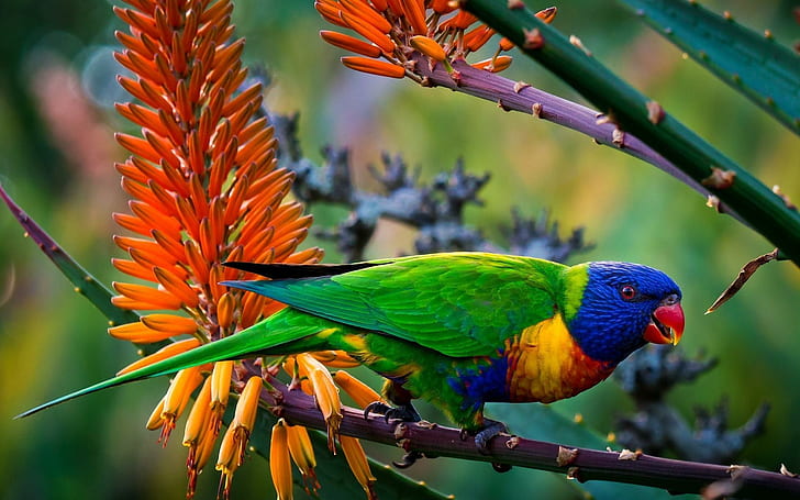Multi-Color Parrot, animals, multicolored, HD wallpaper
