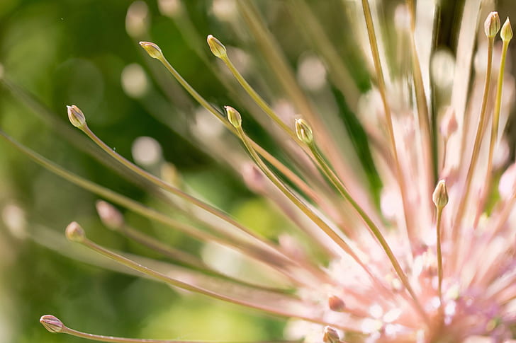 selective focus photo of pink petaled flower, Allium, flower  flower