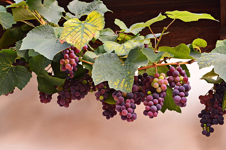 red grapes, autumn, leaves, berries, vine, bunches, HD wallpaper