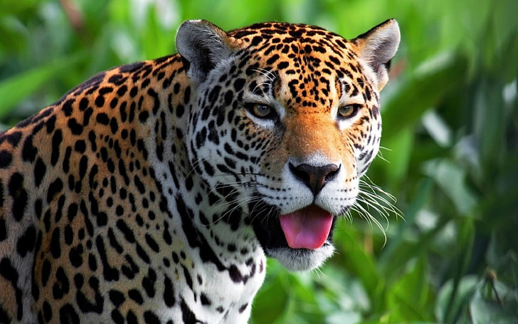 brown and black leopard, jaguars, animals, big cats, tongues