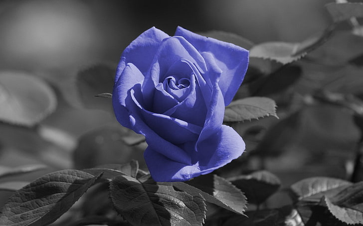 purple rose, flower, blue, black white