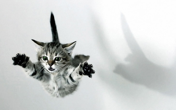 silver tabby kitten, cat, kittens, fall, jumping, domestic cat
