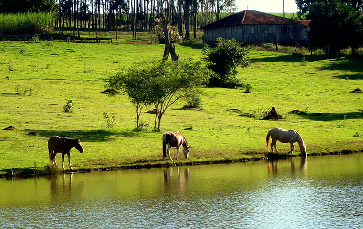 three horses drinking on the river during daytime, horses, Field