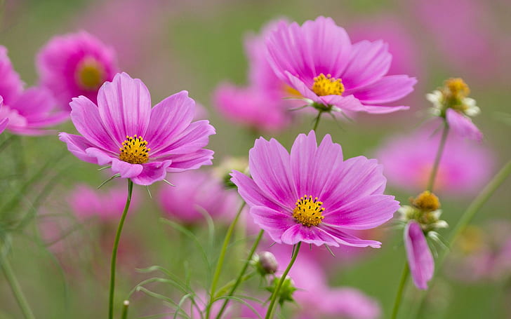 Pink flowers, Cosmos, Spring, Flowers, HD wallpaper