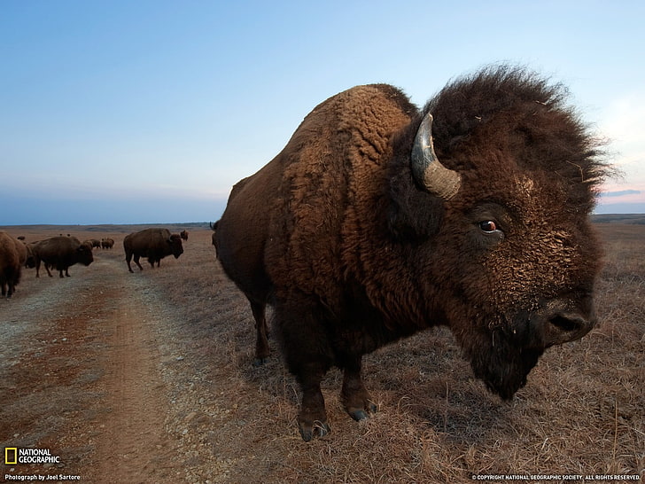 brown buffalo, animals, National Geographic, mammal, animal themes, HD wallpaper
