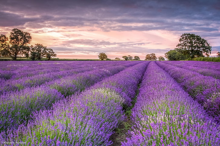lavender flower field, trees, flowers, zakad, purple, nature, HD wallpaper