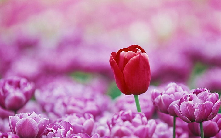 red tulip, macro, flowers, tulips, flowering plant, freshness, HD wallpaper