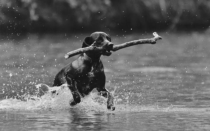 medium short-coated dog, animals, water, motion, splashing, waterfront