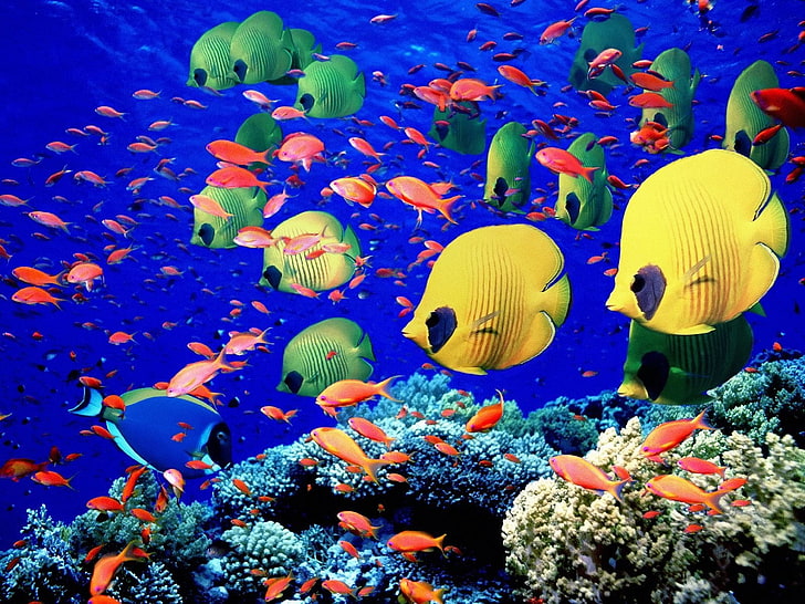 shoal of assorted-color fish, Fishes, Butterflyfish, Coral, underwater