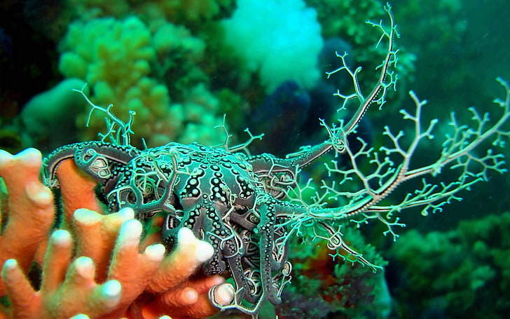gray and black sea creature, Nudibranchia, underwater, coral, HD wallpaper