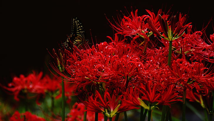 Red Spider Lily Theme  Apps on Google Play