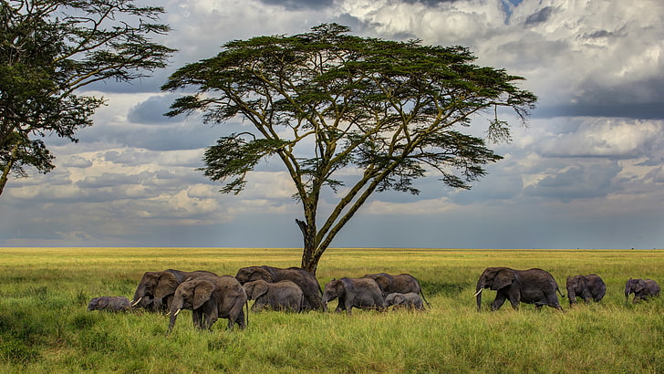 wildlife, grassland, savanna, elephants, africa, herd, safari, HD wallpaper