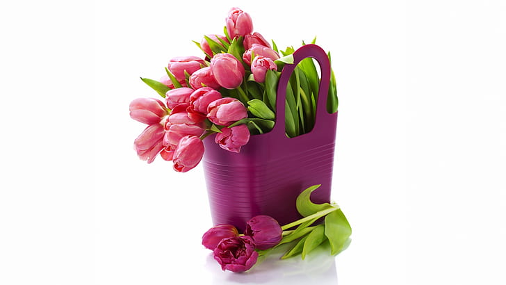 Purple fresh tulips, bouquet flowers, white background