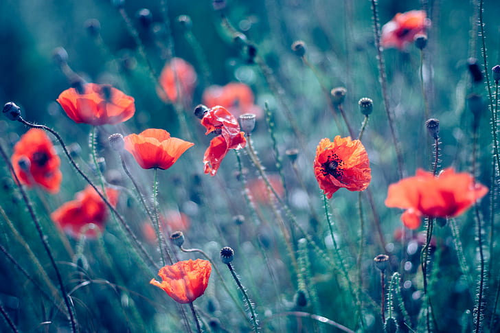 orange Poppy flowers, Beautiful morning, canon, fd, bokeh, nature, HD wallpaper