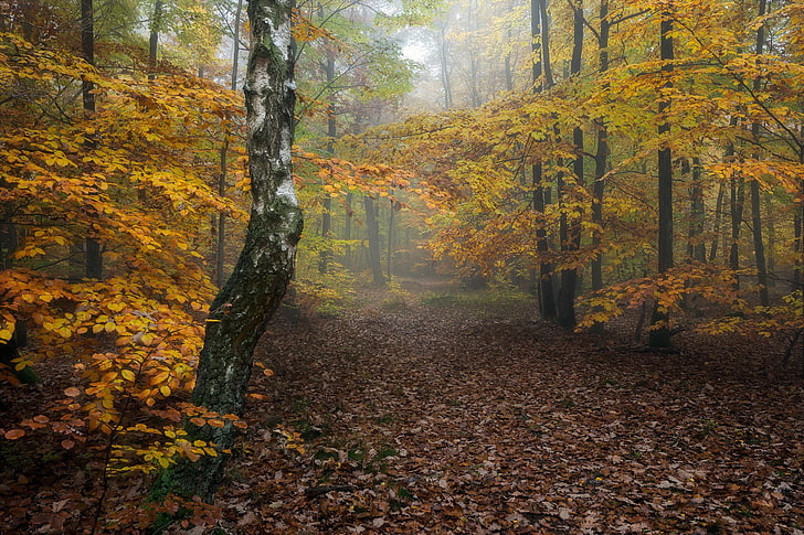 plants, trees, path, autumn, change, forest, land, beauty in nature, HD wallpaper