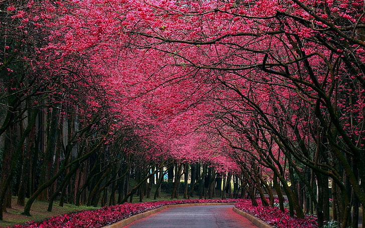 nature, tree, plant, the way forward, flower, road, pink color, HD wallpaper