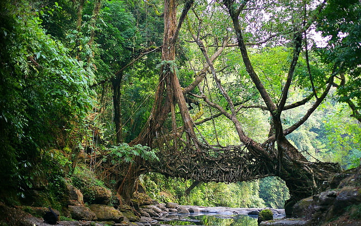 brown tree trunk, nature, India, bridge, river, jungle, roots, HD wallpaper