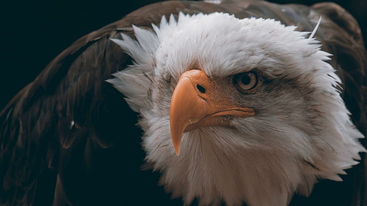 Bald Eagle Bird, HD wallpaper