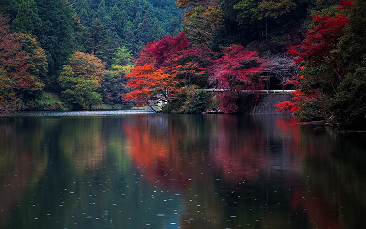 orange leafed tree, red and orange leaf trees growing near body of water