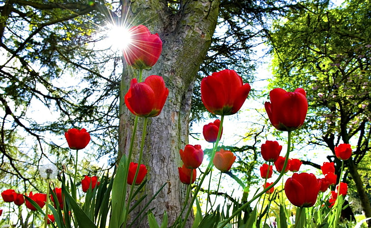 red tulip field, tulips, flowerbed, sun, park, trees, nature, HD wallpaper