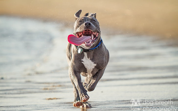 gray American Pit Bull, pit bull terrier, run, protruding tongue, HD wallpaper