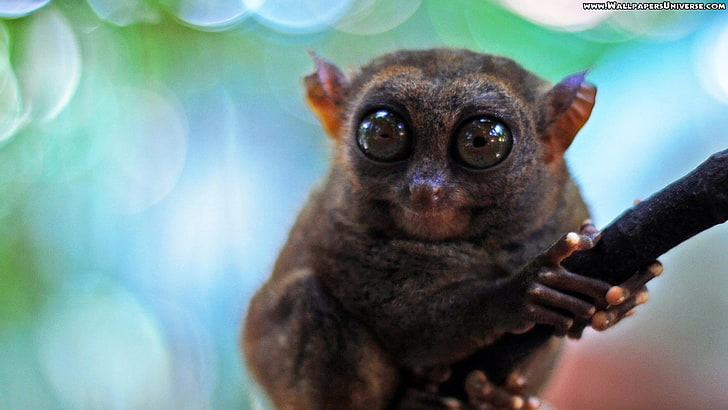 brown tarsier, animals, nature, wildlife, one animal, mammal