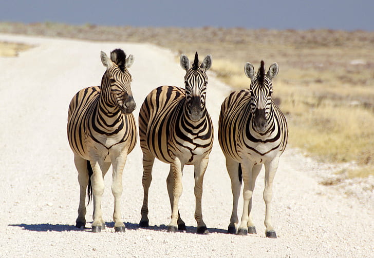 three zebras walking on white road, namibia, namibia, Afrika, HD wallpaper