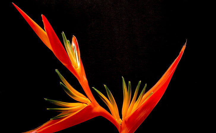 Bird Of Paradise Flower, red and orange Heliconia flower, Aero, HD wallpaper
