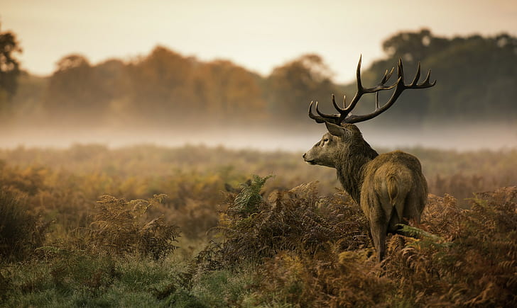 Landscape Animals Mammals Stags 1080p 2k 4k 5k Hd Wallpapers Images, Photos, Reviews