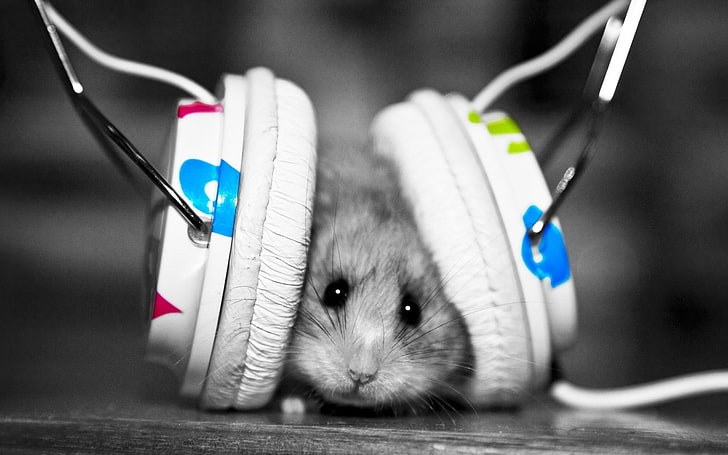 HD wallpaper: animals, coloring, hamsters, headphones, music, selective,  one animal | Wallpaper Flare